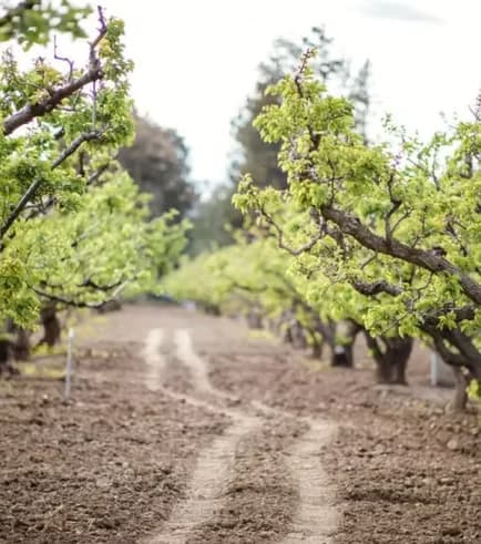 Productive landscape project photo from PACH NW At Home Oasis